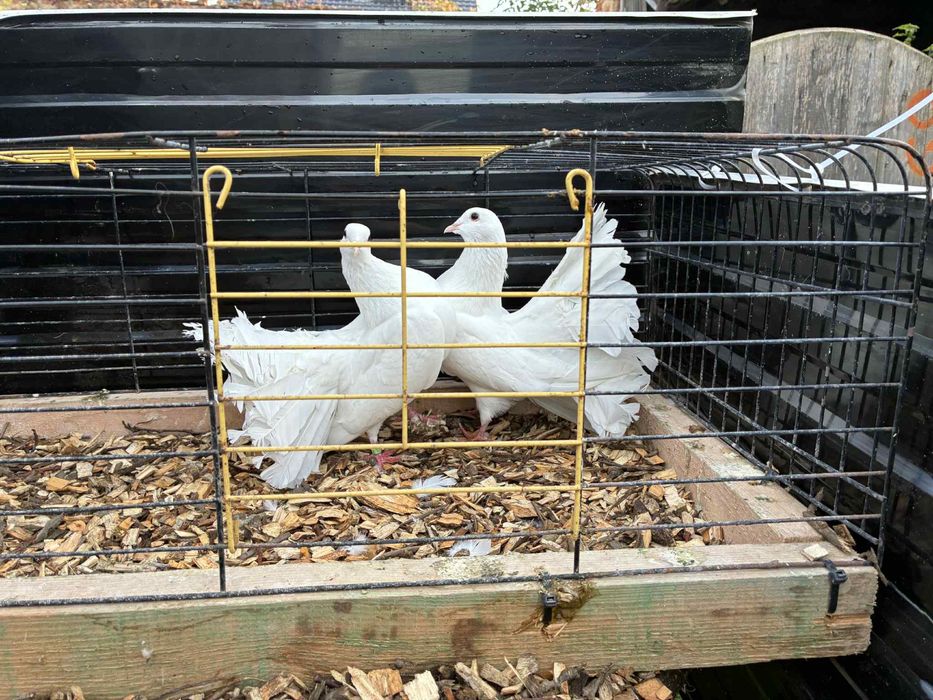 Gołębie ozdobne pawiki