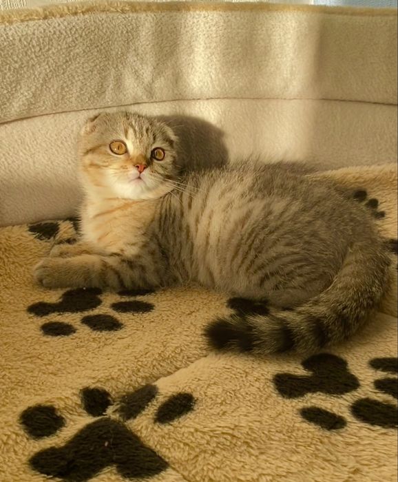 Висловуха красуня золота щиншила таббі