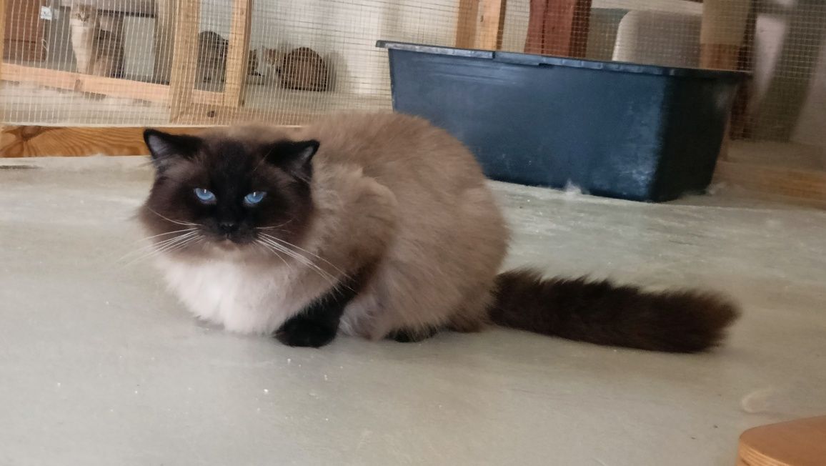 Ragdoll kocurek pohodowlany