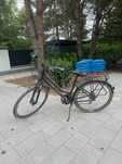 Cross Trans 3.0 damski