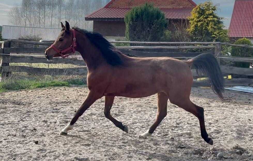Zjawiskowa 3 letnia klacz arabska