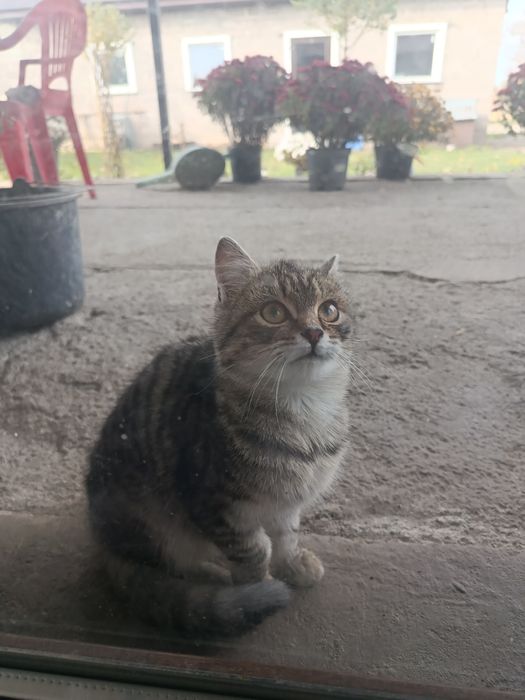 Віддам котика в добрі руки