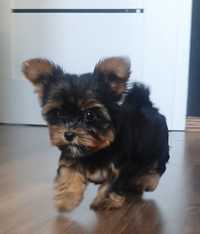 Yorkshire terrier suczka