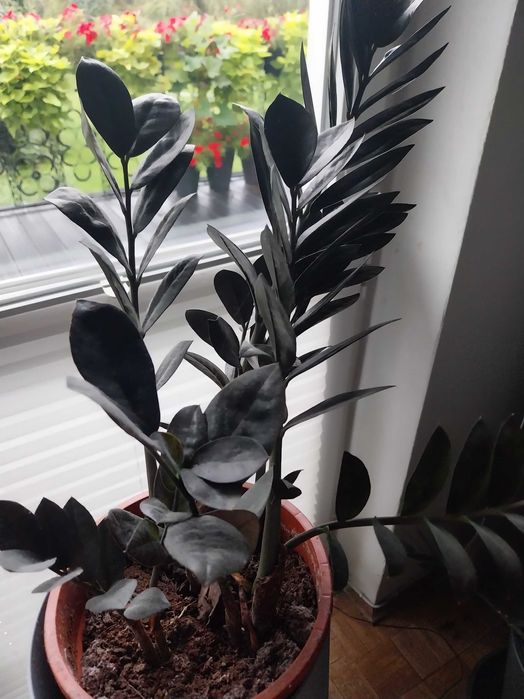 Zamiokulkas Raven