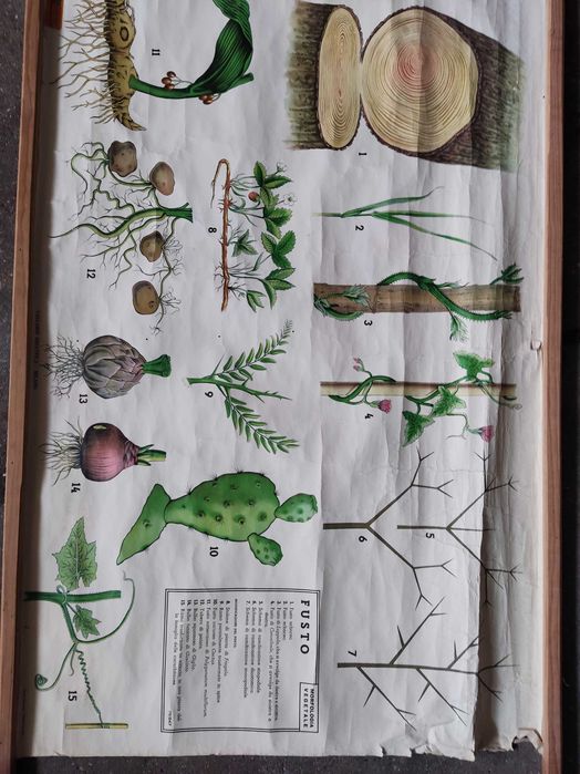 Cartaz escolar antigo do corpo humano