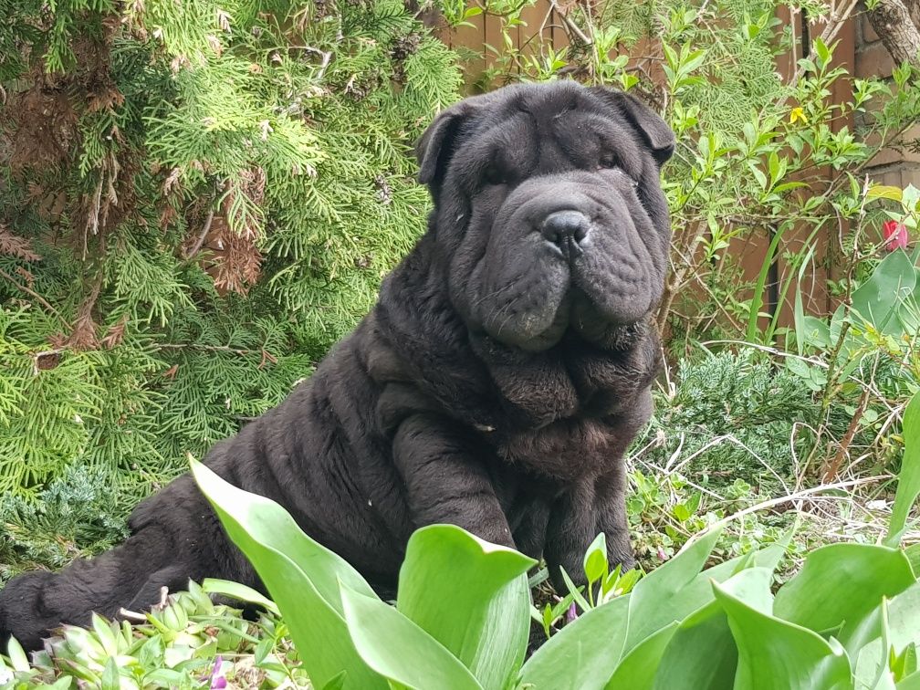 Shar pei czarna suczka