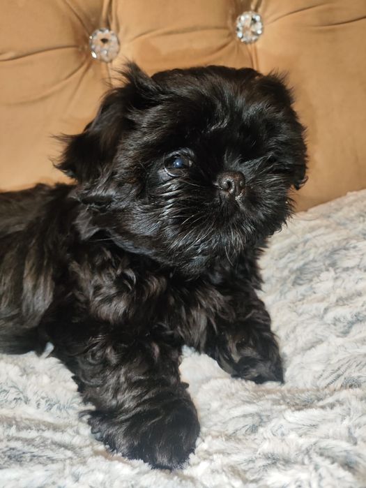 Czarna suczka Shih tzu z rodowodem