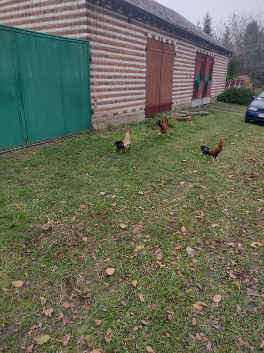 Koguciki z tego roku