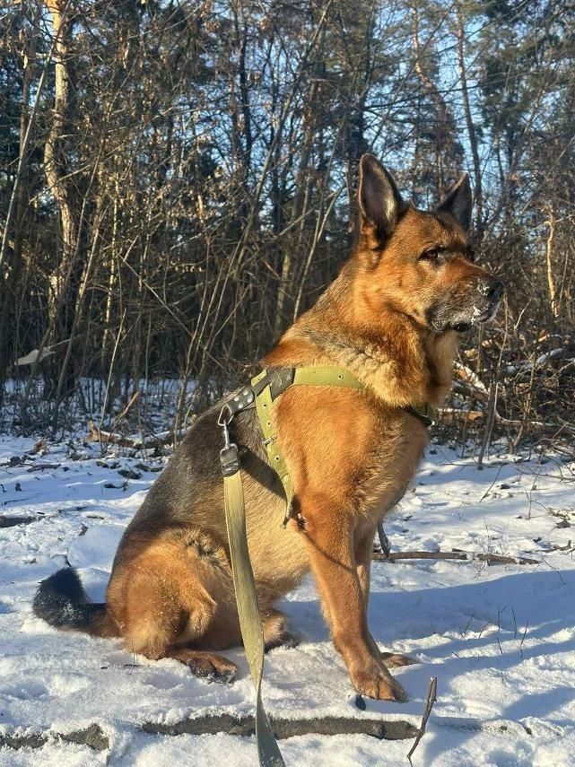 Породні цуценята Німецької вівчарки