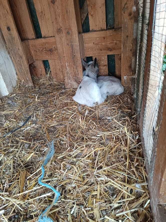 cabras anãs,perus,patos mudos