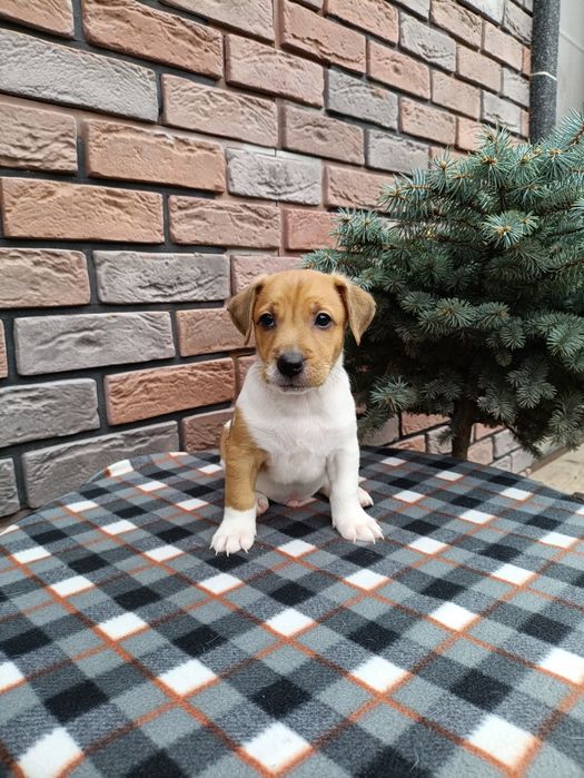 Цуценята Джек- Рассел-Тер'єр шукаємо хорошу родину