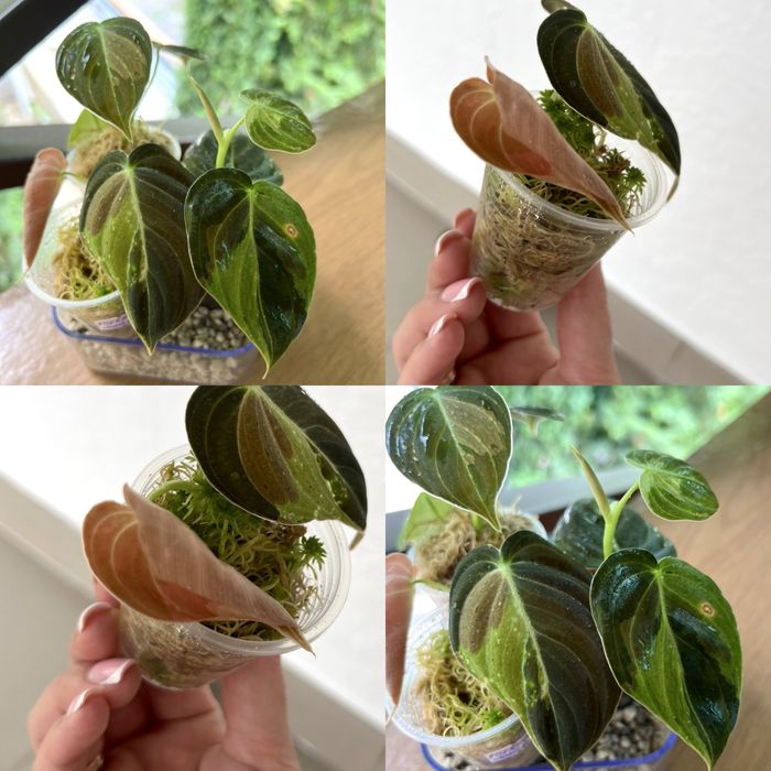 Филодендрон Melanochrysum variegated,Tenue,Congo Marble,Hederaceum var