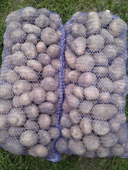 продам Картоплю самбір