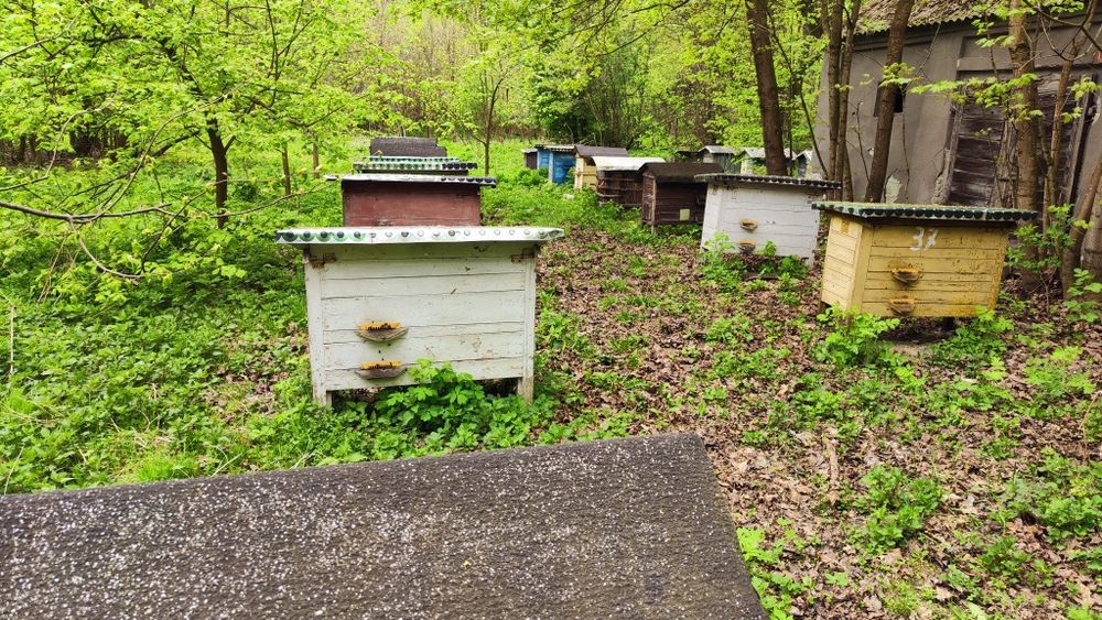 Ule warszawskie zwykle podwójne