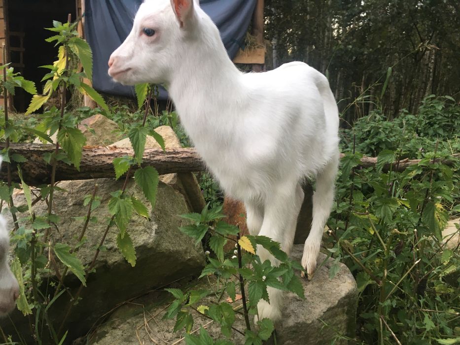 Koziolek saanenski po rodowitym djcu