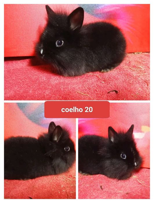 Entrega de coelhos anões em Figueiró dos vinhos