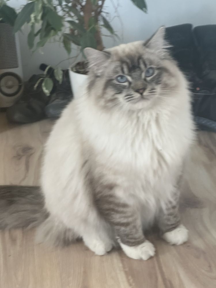 Ragdoll Reproduktor /krycie