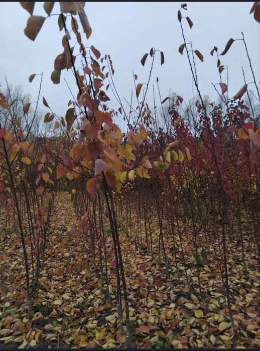 Продам саджанці сажанці абрикоса