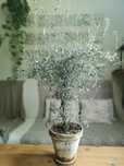 Corokia piękne drzewko