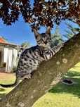 Gato exótico de raça Savannah