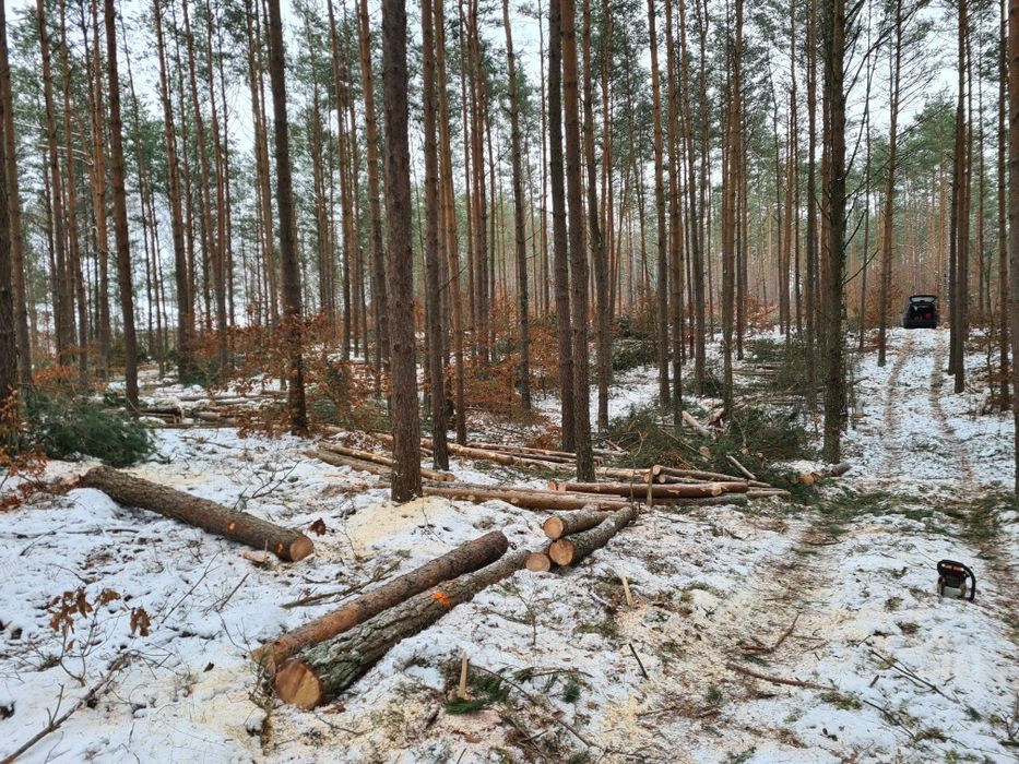 Drwal Pilarz, usługi leśne, wycinka drzew