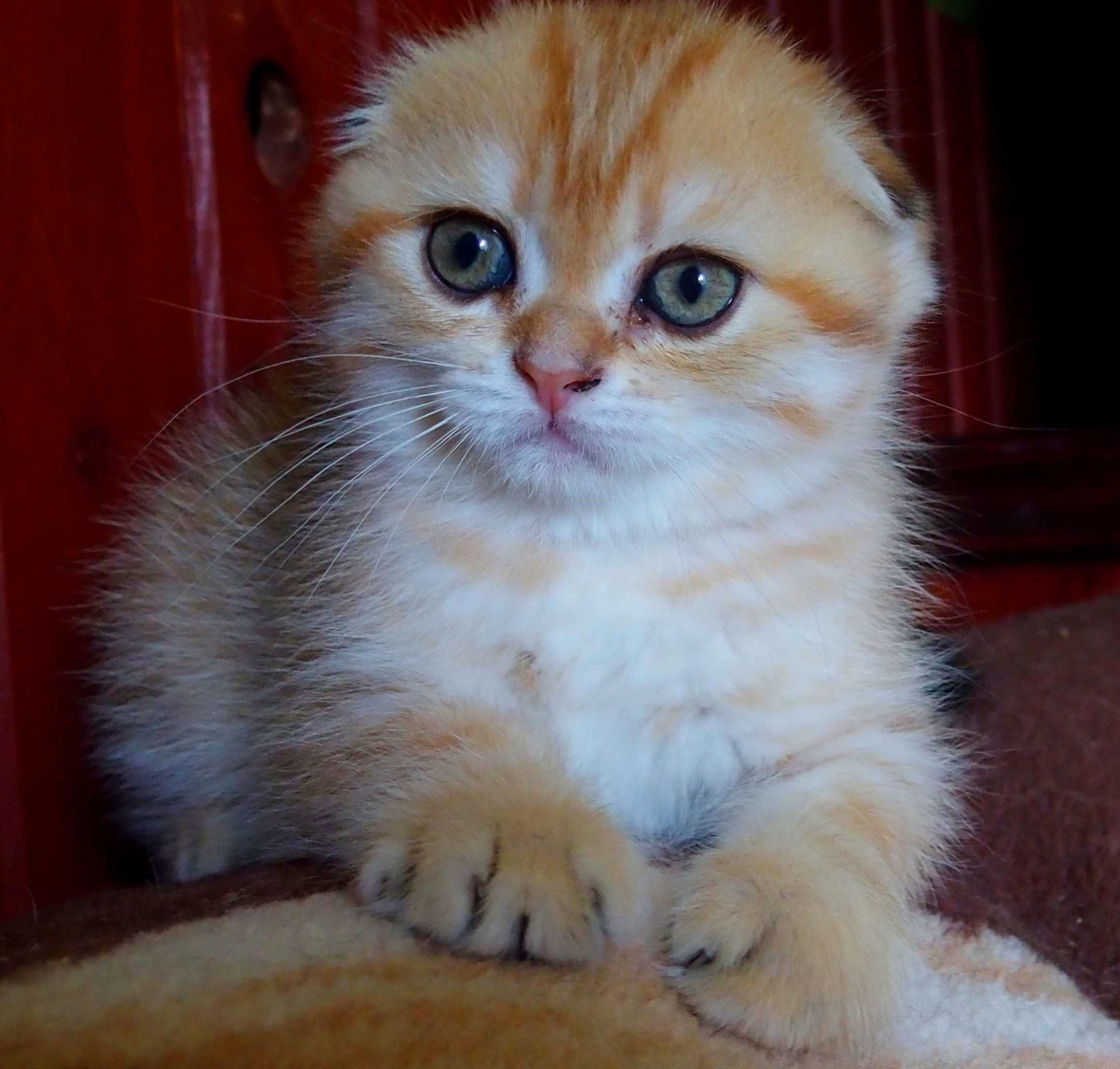 Kotka Szkocka Zwisłoucha PZF WCF , Scottish Fold