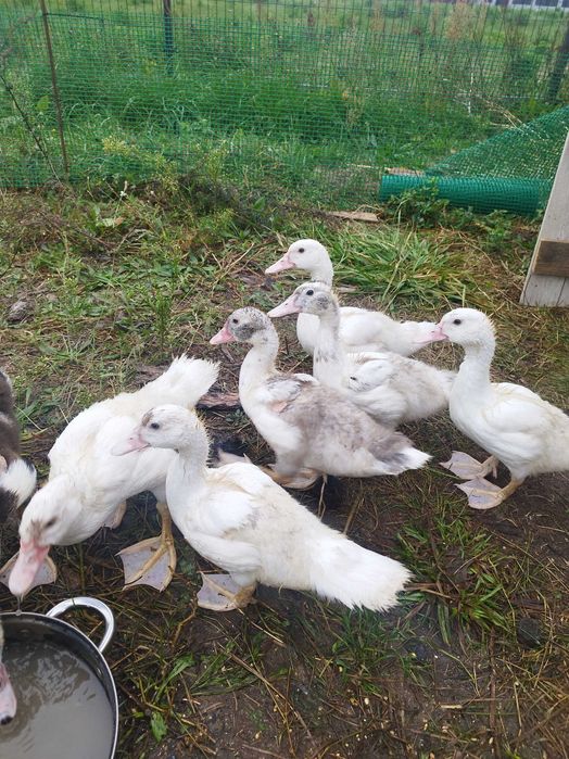 Sprzedam tegoroczne kaczki