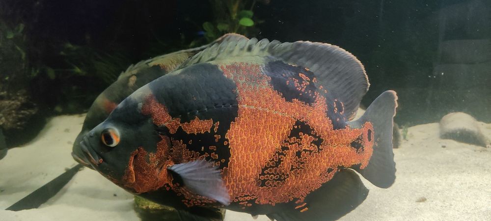 Para pawiooka taiger Red