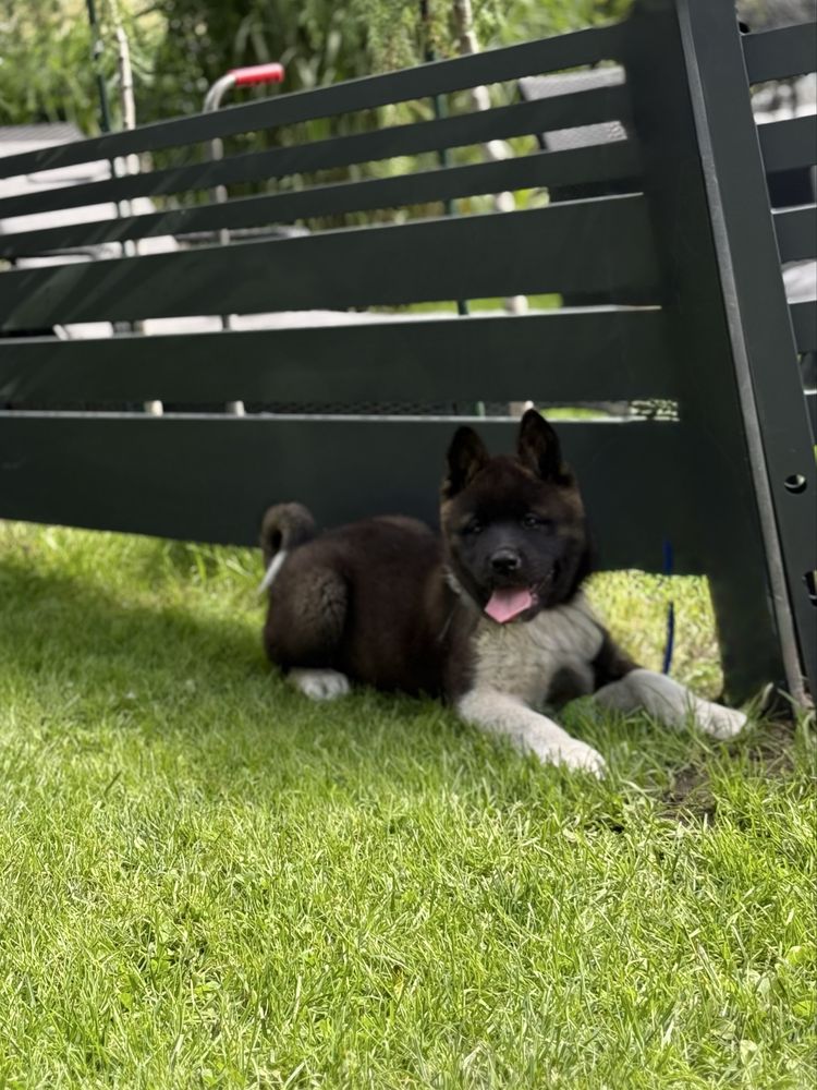 Akita Amerykanska YUKI