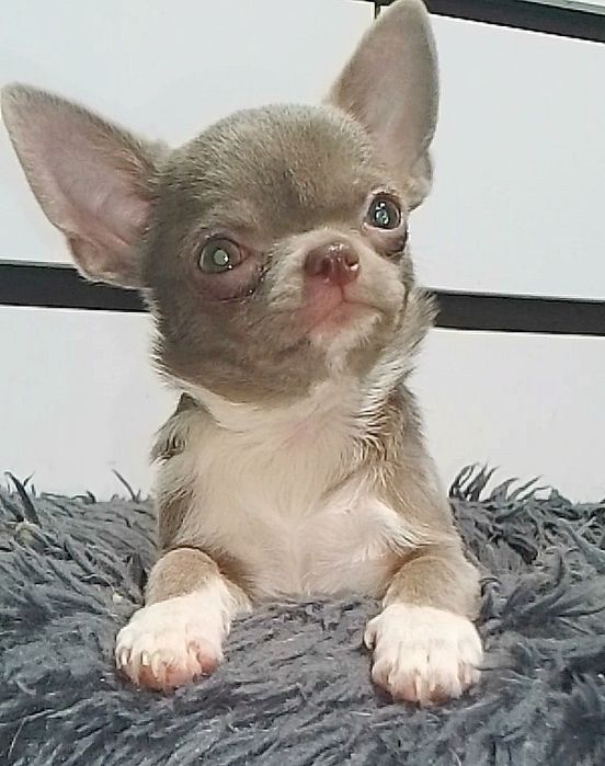 Девочка чихуахуа.