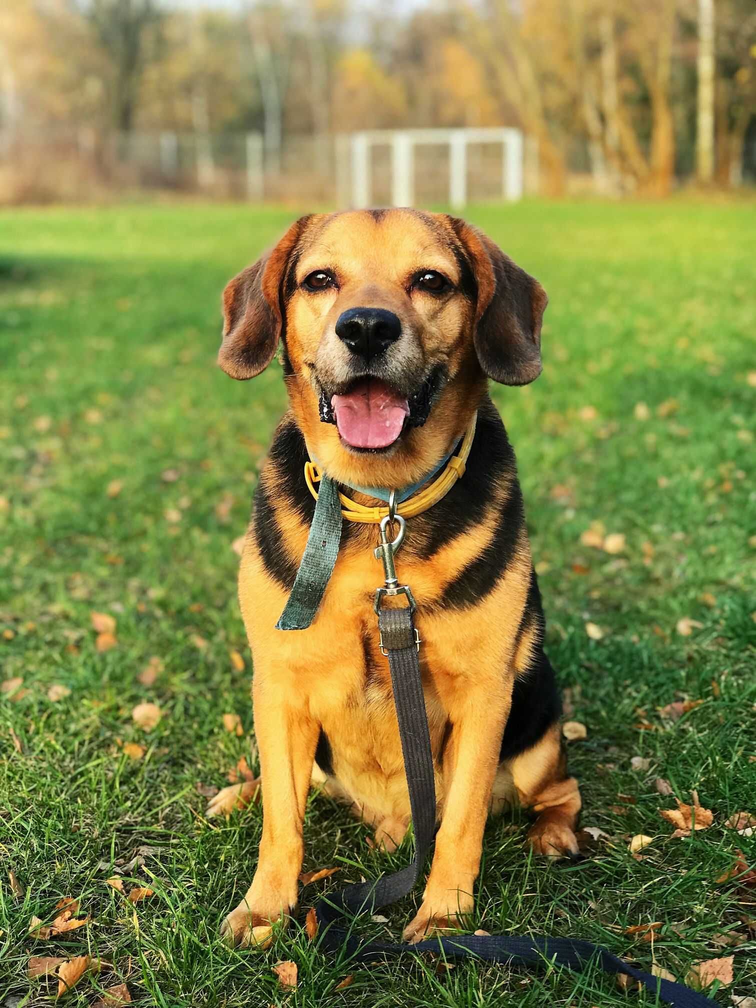 Świetny, zawsze uśmiechnięty Kajtek w typie beagle czeka na Ciebie!