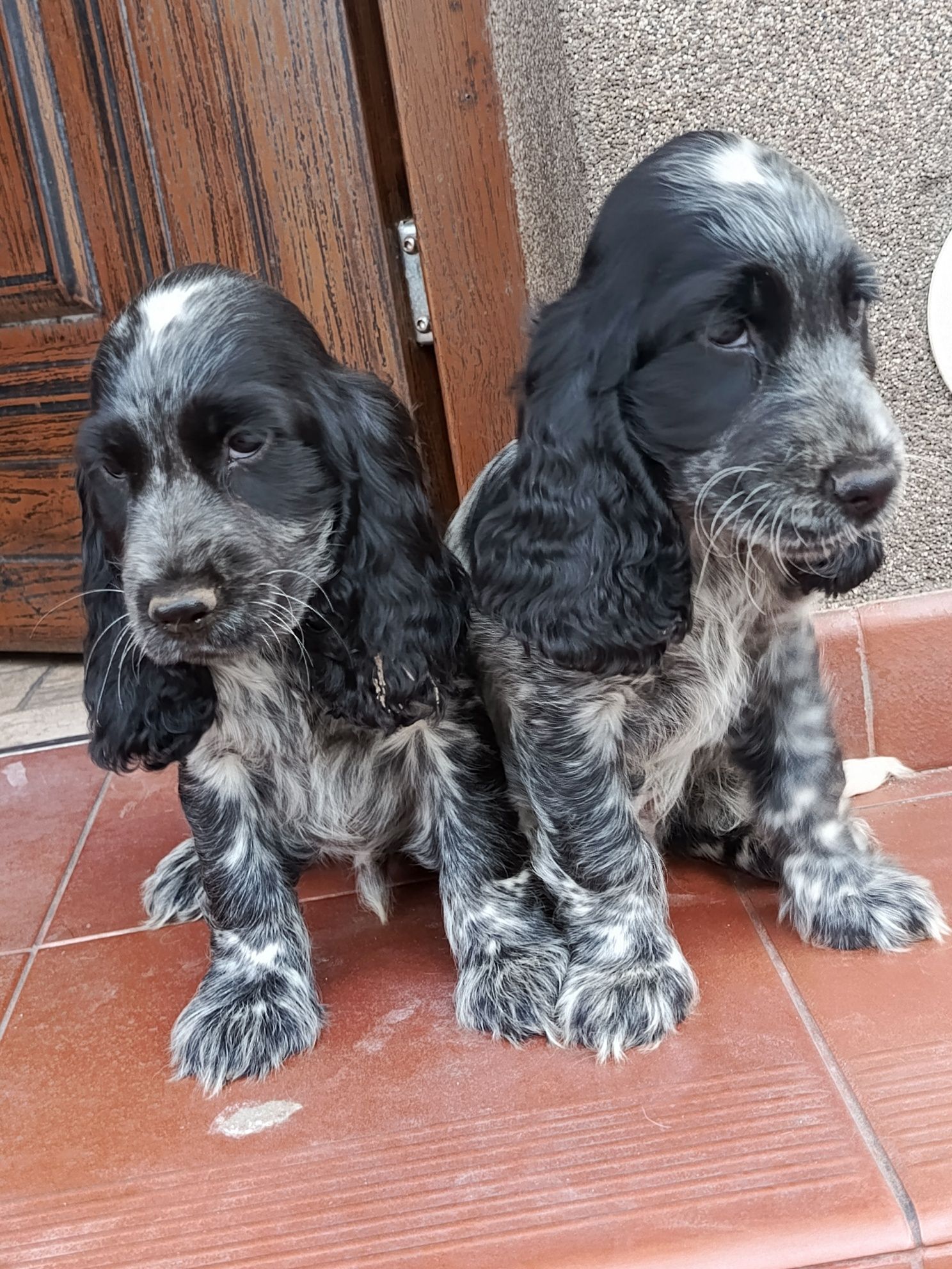 Piesek Cocker Spaniel