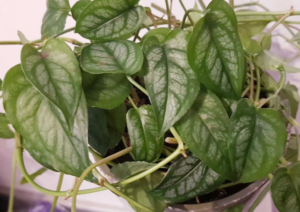 Kolekcjonerska Zielono Srebrna Monstera Siltepecana Nr 2