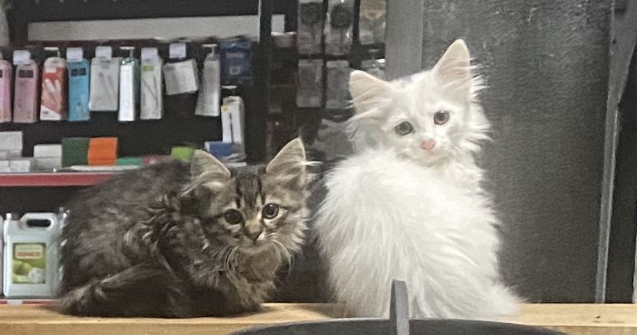 Кошенятка в добрі руки