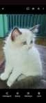 Kociaczki ragdoll