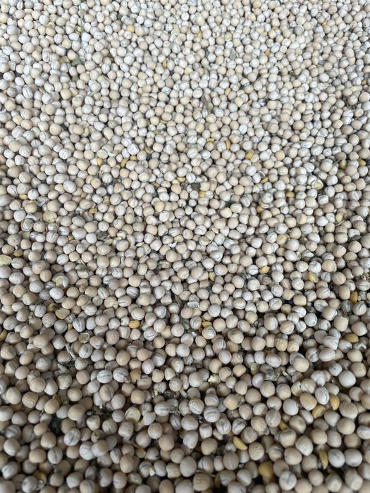 Groch siewny na poplon