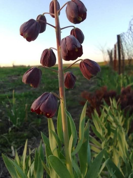 Продам рябчик персидський