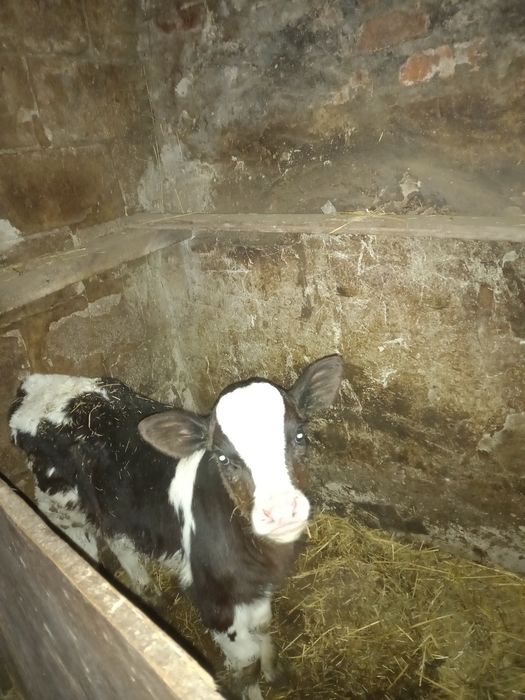 Продается телочка,1,5 месяца.Чугуевский р-н,Каменная Яруга.