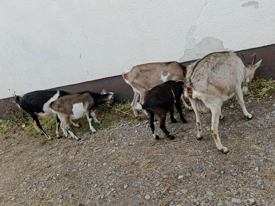 3 kozy dorosłe i 2 małe