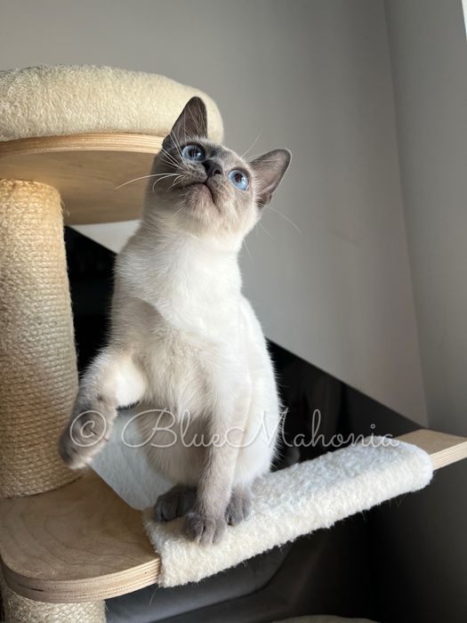 Kocurek tajski Forrest z legalnej hodowli