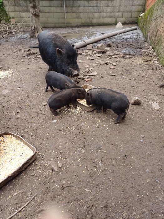 Porquinhos vietnamitas