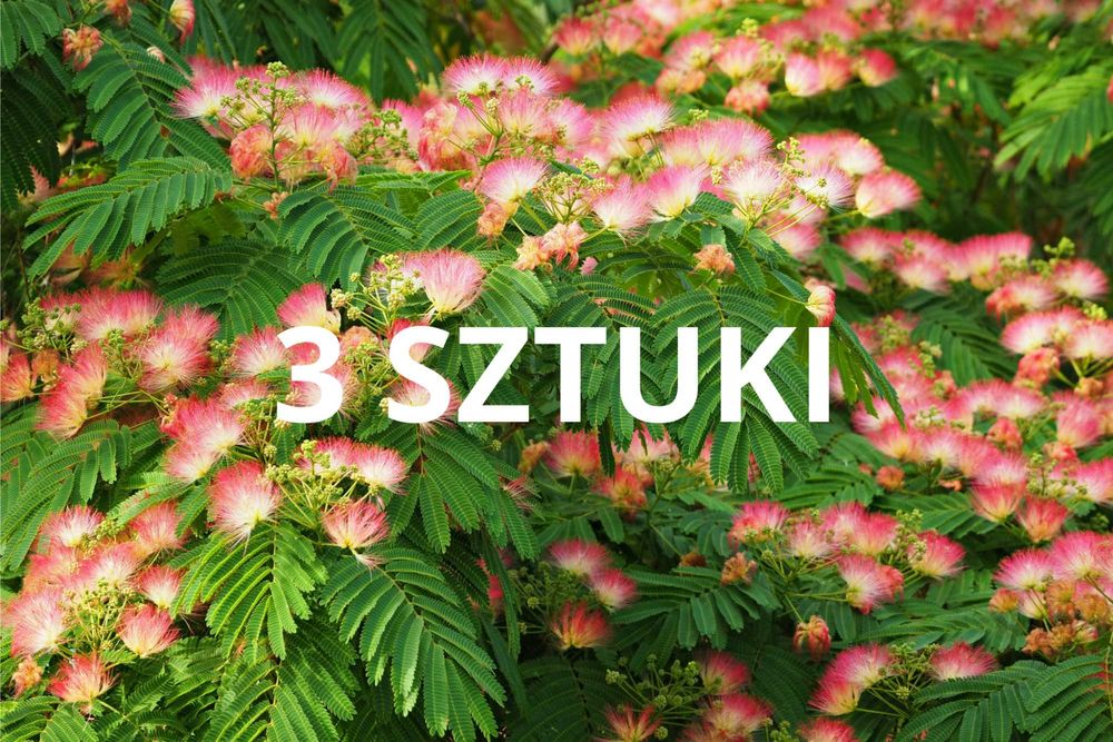 3 SZT. Albizia julibrissin – Egzotyczne drzewko – Sadzonki