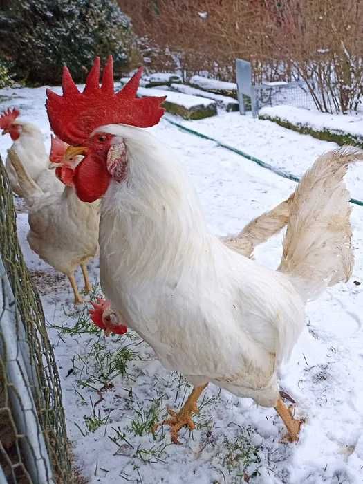 Leghorn - jaja lęgowe najlepszej nioski