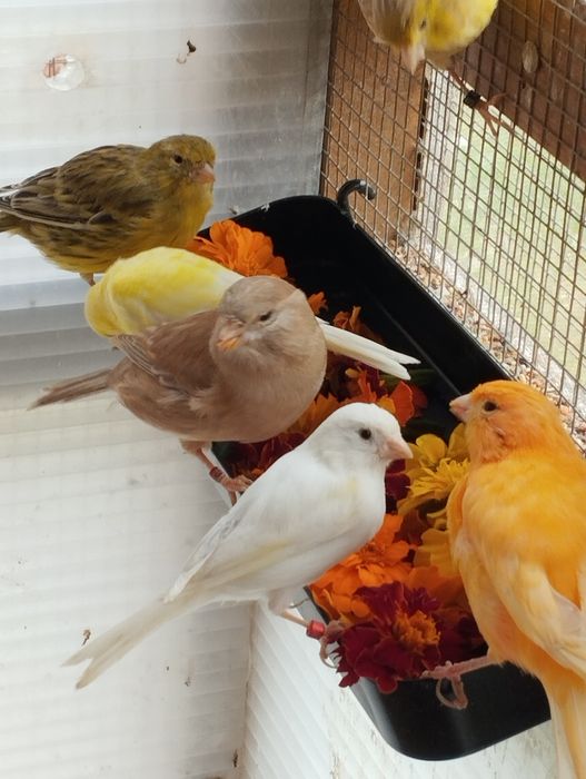 Kanarki kanarek z woliery  różne rasy WYSYŁKA Bla Bla Car/ dowóz
