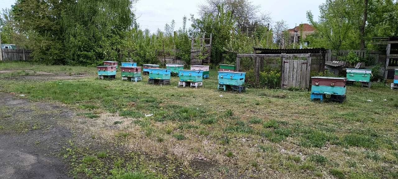 продам бджіл разом із вуликами