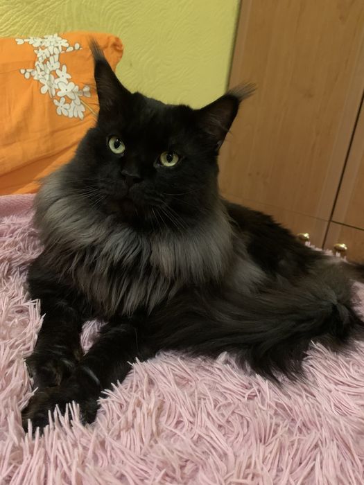 Мейн Кун воротниковый