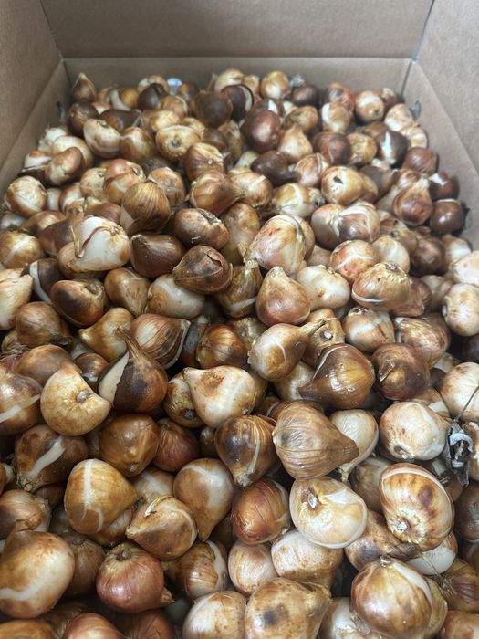 Cebulki tulipanów tulipan tulipany czerwone