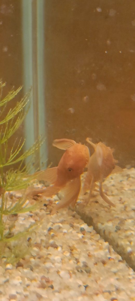 super red welonowy,zbrojnik,ancitrus,glonojad