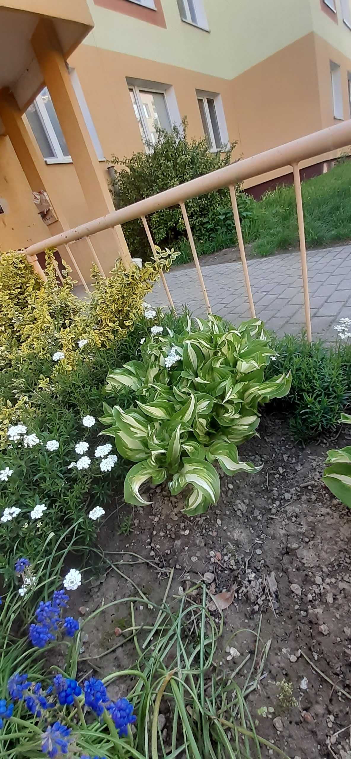 Piekna funkia- hosta wieloletnia