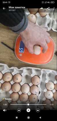 Куряче яйце для інкубації